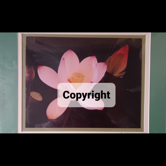 Denise Mari Design Other - Flowers 5 Photo Sale